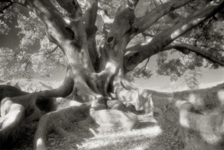 Portraits of time - Beth Moon 10