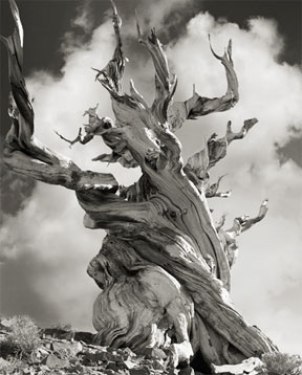 Portraits of time - Beth Moon 7