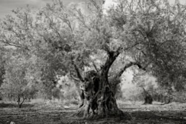 Portraits of time - Beth Moon 1